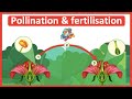 The Process Of Pollination Fertilisation Step By Step Process