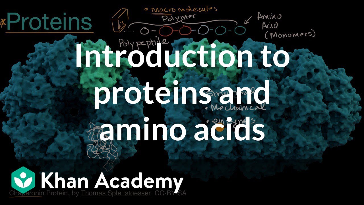Introduction to proteins and amino acids | High school biology | Khan Academy