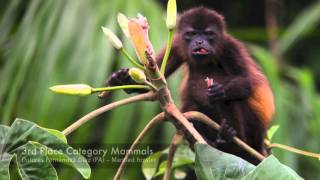 Digiscoper of the Year 2013: the winners - SWAROVSKI OPTIK