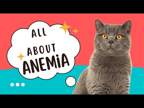 Anemia in Cats: Types - Signs - Diagnosis || Animalia Dot Pk