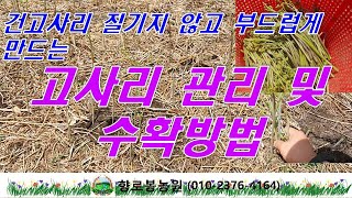 이렇게 해야 건고사리 질기지 않고 부드럽게 만들 수 있습니다~고사리 관리 및 고사리 수확방법