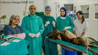 preview picture of video 'Cœlioscopie démonstrative ©service chirurgie. ENMV Tunisia. avril 2015'