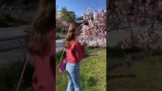 23歳今日で終わり?24歳も宜しくお願いします?いつもみんなありがとう?? #ももちゃんねる #shorts #桜 #誕生日