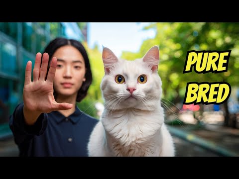 The Royal Turkish Angora: A History of Cat Nobility