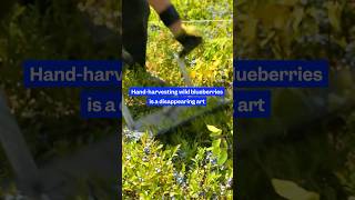 Why the tradition of handpicking wild #blueberries in #Maine is vanishing. #agriculture