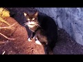 Tuxedo Feral Cat Named Liberace Waiting For Nommies