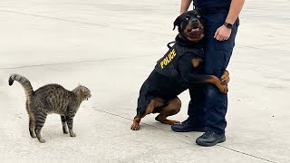 When God Sends You a Comedian Police Dog 😂 Funniest Dogs Video 2026