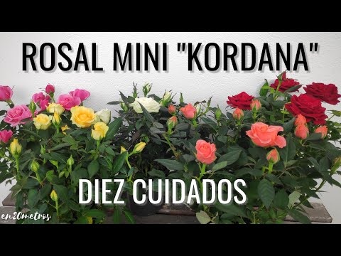 , title : 'DIEZ CUIDADOS PARA ROSALES MINI "KORDANA": cómo cuidar tus rosas para tener más flores || en20metros'