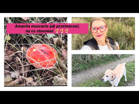 Amanita muscaria - what is it good for, how to process and use it 🍄 (red fly agaric)