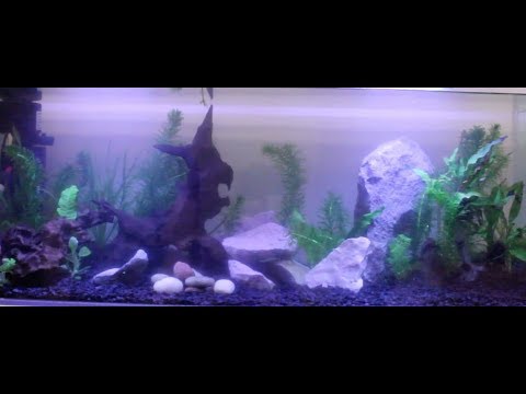 Re-scaping and Replanting my 33 Gallon aquarium!