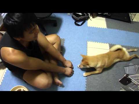 minu匍匐前進+裝死(原發表者:minu媽)(影片)