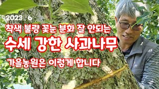 사과 나무 강한 수세 잡는방법 박피 하는방법 주의할점  [사과재배]