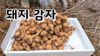 돼지 감자 수확 효능은?
