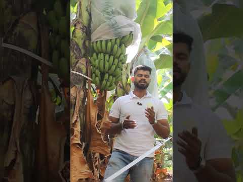 Banana farming with Nutriserve fertilizers LLP. 00 42 47, 00 48 47, 30 10 10, Horizon+, 14 48 00