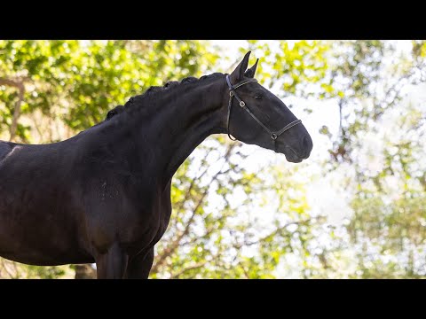 **SOLD** Charming piro free black mare - ideal for amateur riding project (REF#858)