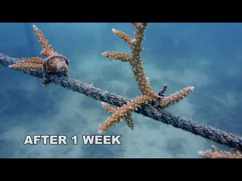 Rehabilitating coral reefs damaged by bleaching