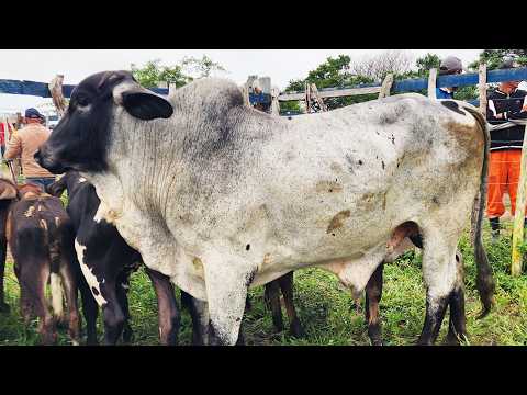 FEIRA DO GADO EM CRUZES-PE   08-06-2026  #nordeste