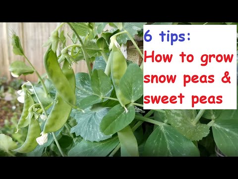 6 Tips - How to grow snow peas & sugar snap peas