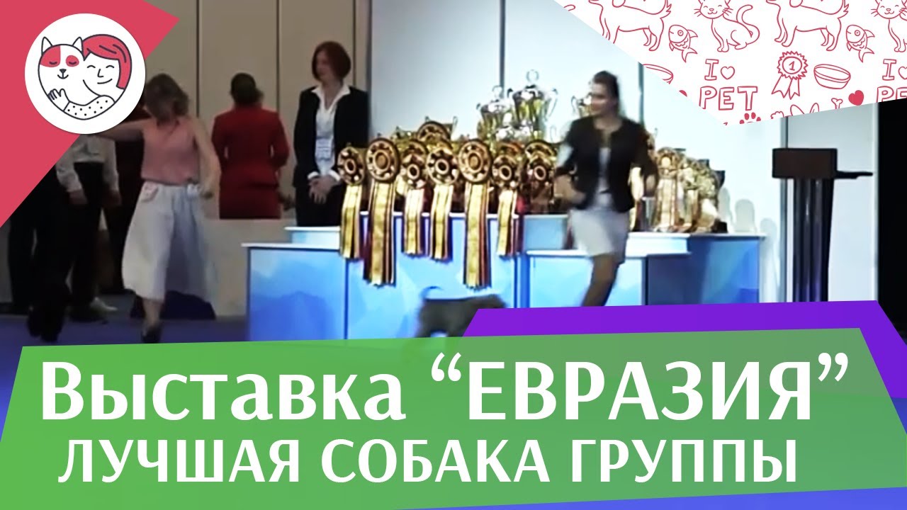 Лучшая собака 2 группы по классификации FCI 18 марта на Евразии 17 ilikepet