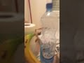 How To Make Juice