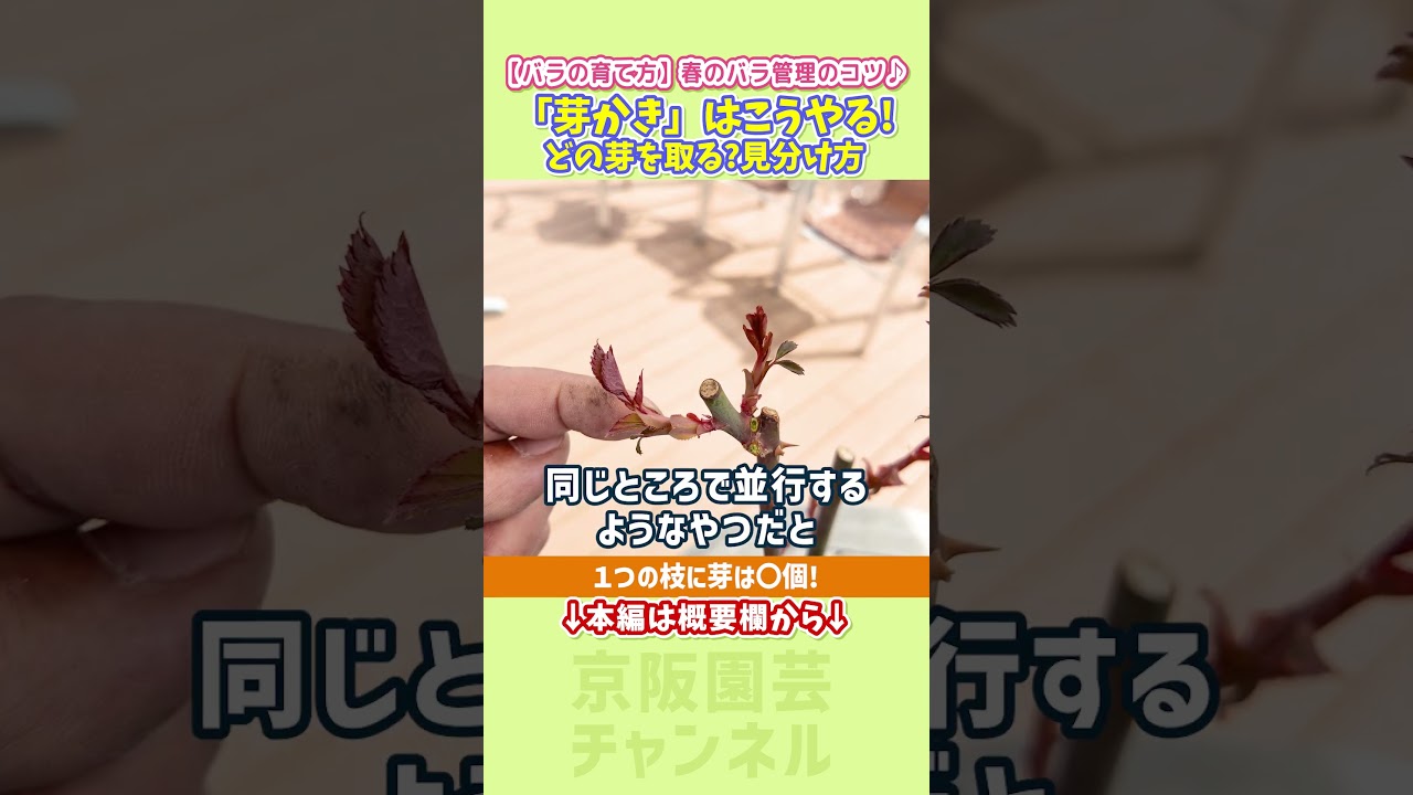 【バラの育て方】春のバラ管理のコツ♪春バラ開花に向けての管理/ #バラ #rose #shorts