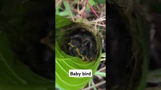 Download lagu Baby burung prenjak lumut mp3