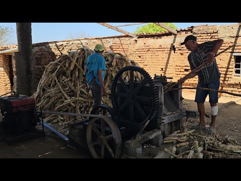 Moagem no engenho de Avelino na Clarinha Itapetim PE em 07-09-26