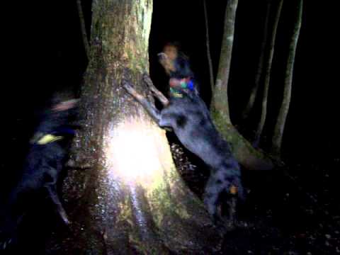 GRNITECH GRCH 'PR' Midnight Thunder Black Desire n NITECH GRCH 'PR' Midnight Thunder Black Wind