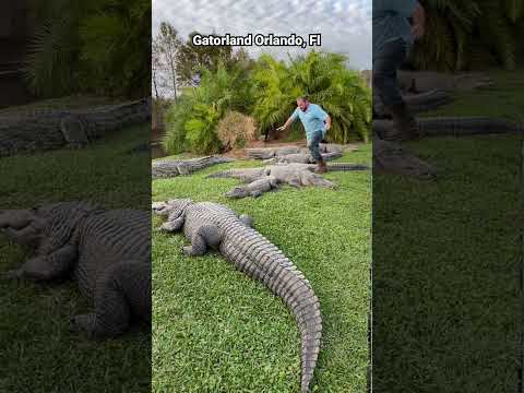 Alligator Traffic Jam‼️ #gatorland #alligator #crocodile