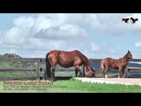 BOEMIA CALA BASSA   AGROPECUARIA CASAGRANDE - Mape Leilões 2015