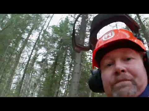 Rantametsikön ennakkoraivaus.