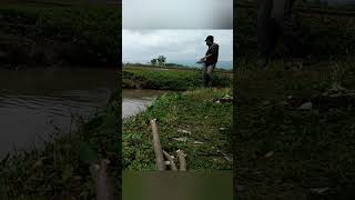 Download lagu Ngecrik di susukan sawah mp3