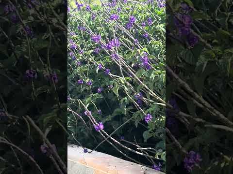 Colibrí/ Hummingbird Rionegro Antioquia, Colombia 🇨🇴