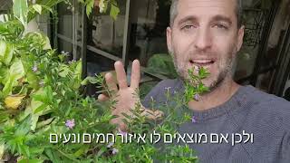 קופאה ננסית צמח שפורח כל השנה