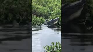 Download lagu 🔴Beginilah suara asli buaya #shorts #buaya mp3