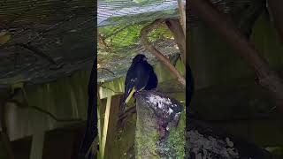 Download lagu Black Siskin | Aviary Birds mp3 Download lagu Black Siskin | Aviary Birds mp3