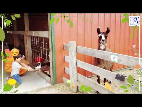 Srijan Feeding Goats Learn Animal Names For Kids  | Kids And animals Fun Outdoors