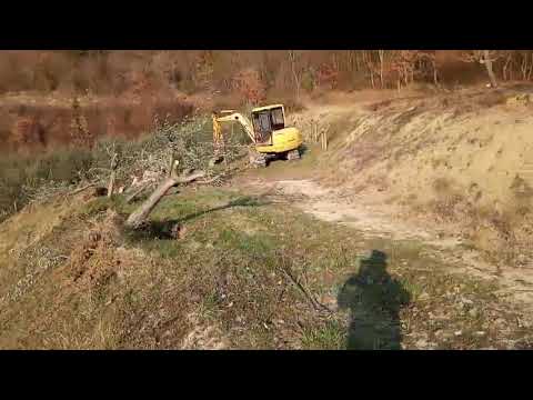 Presađivanje maslina