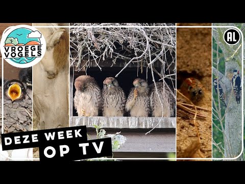 Rupsendoder, jonge spechten en familie torenvalk | Zelf Geschoten | Vroege Vogels