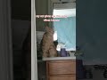 My Cat Gives Me This Song Vibes I Swear Cat Cats Catoftheday