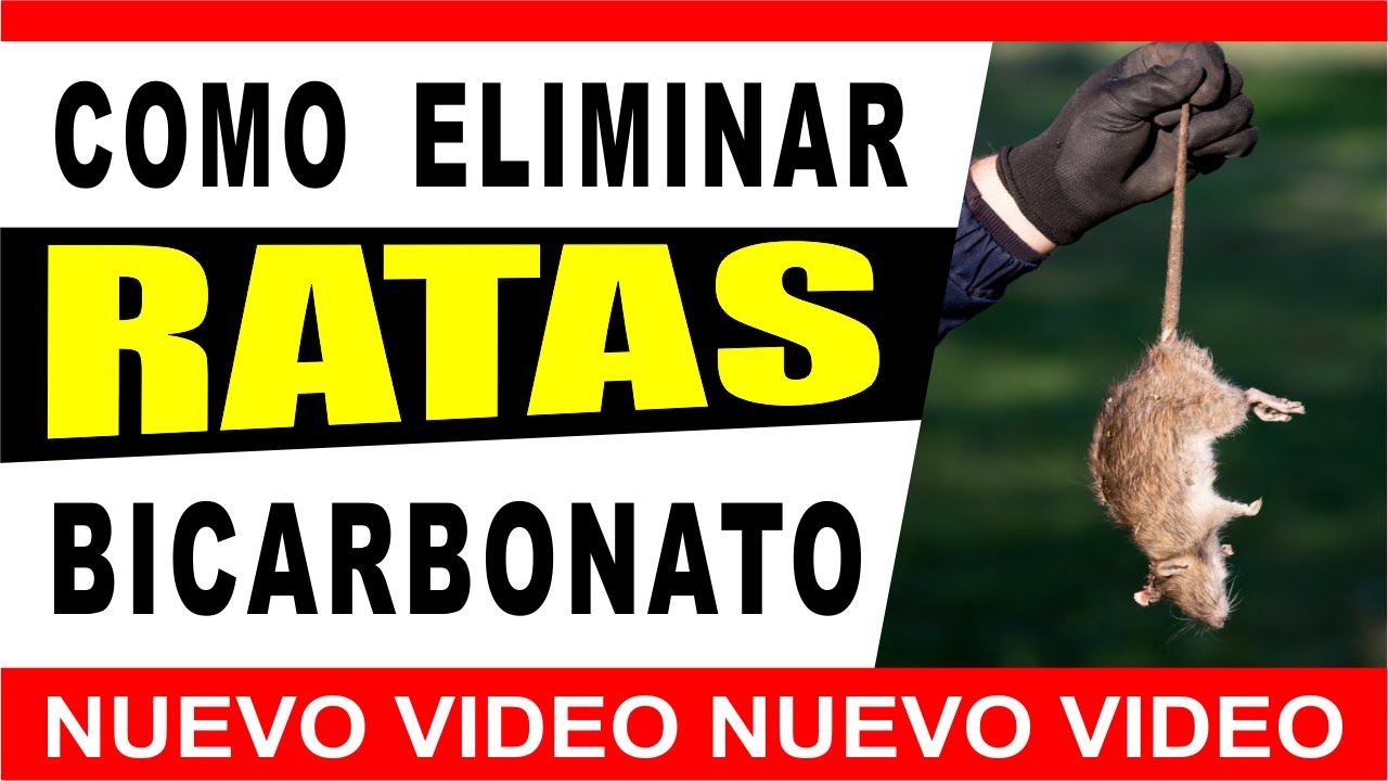 Cómo Eliminar Ratas con Bicarbonato de Sodio ? BICARBONATO PARA RATAS