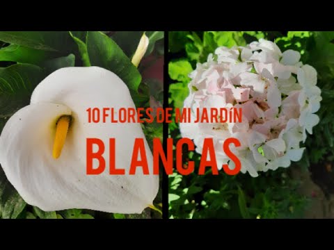 , title : '10 variedades de flores blancas de mi jardín'