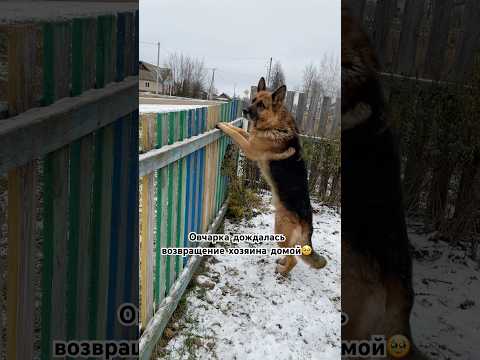 Овчарка дождалась хозяина домой🇺🇦 #собака #dog #суперсобака #немецкаяовчарка #germanshepherd