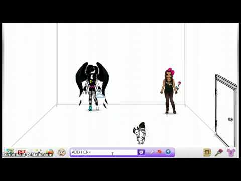 zwinky 3 COOL CHICKS