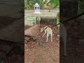 Settai Pidicha Paiyan Sir Funny Dog Expressions To Scare Goat