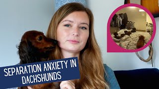 How to relieve SEPARATION ANXIETY in Sausage Dogs - Miniature Dachshund UK