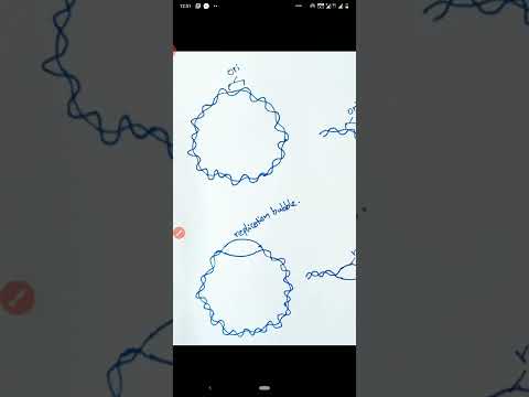 origin of replication, replicon, replication bubble