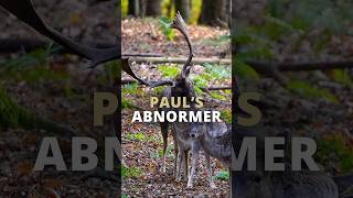 Damwildbrunft im Forstgut Reilmann 🦌 Pauls Abnormer von  ⁨@hunterbrothersofficial⁩