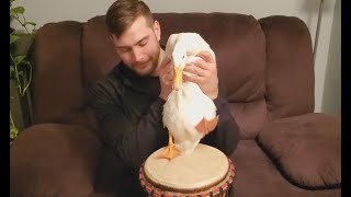 Duck That Can Play The Drums