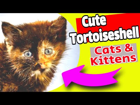 Cute Tortoiseshell Cat Facts | Facts of Tortoiseshell Kittens